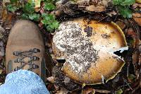 Amanita calyptroderma image