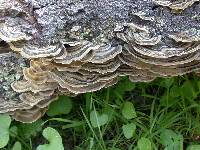 Trametes versicolor image