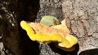 Laetiporus gilbertsonii image