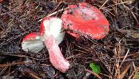 Russula sanguinaria image