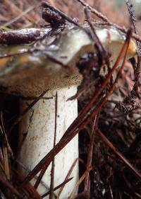 Suillus pungens image