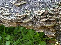 Trametes versicolor image