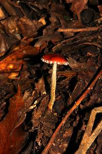 Leratiomyces ceres image