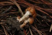 Psilocybe muliercula image