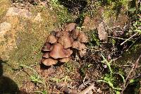 Psilocybe zapotecorum image