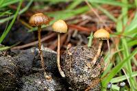 Psilocybe coprophila image