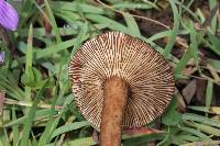 Lactarius lignyotellus image