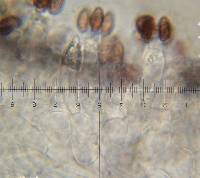 Leratiomyces ceres image