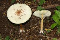 Chlorophyllum molybdites image