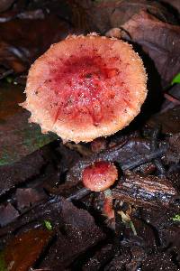 Pholiota polychroa image