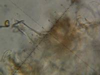 Inocybe fraudans image