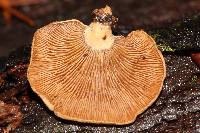 Panellus stipticus image