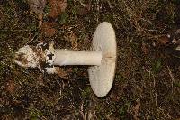 Amanita velosa image