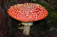 Amanita muscaria subsp. flavivolvata image