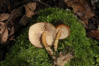 Psilocybe muliercula image