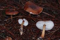 Rhodocollybia butyracea image