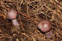 Cortinarius camphoratus image