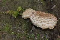 Boletellus ananas image