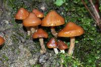 Psilocybe muliercula image