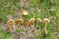 Agrocybe pediades image