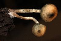 Psilocybe ovoideocystidiata image