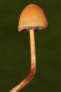 Psilocybe mexicana image