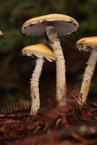 Stropharia ambigua image