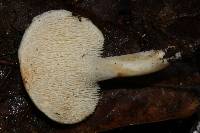 Hydnum albidum image