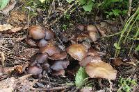 Psilocybe zapotecorum image