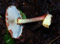 Pholiota polychroa image