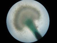 Dendrostilbella smaragdina image
