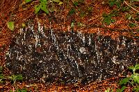 Xylaria hypoxylon image