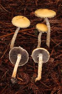 Stropharia ambigua image