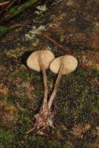 Tephrocybe boudieri image