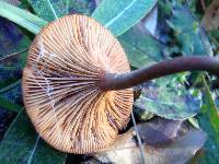 Lactarius fragilis image