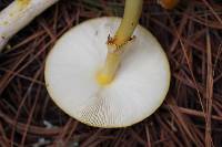 Amanita flavoconia image