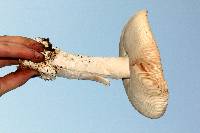 Amanita velosa image