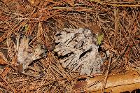 Thelephora palmata image