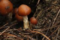 Psilocybe muliercula image