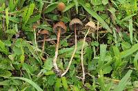 Psilocybe mexicana image