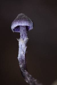 Cortinarius bibulus image