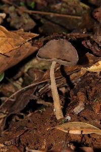 Image of Helvella chinensis