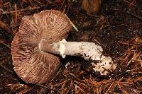 Agaricus hondensis image