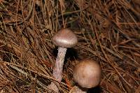 Cortinarius camphoratus image