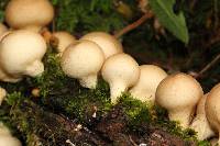 Lycoperdon pyriforme image