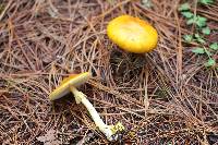 Amanita flavoconia image