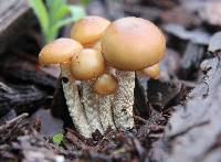 Psilocybe zapotecorum image