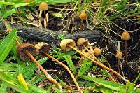 Psilocybe mexicana image