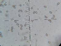 Psilocybe muliercula image