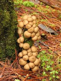 Lycoperdon pyriforme image